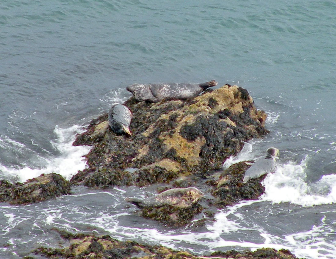 Gita all''isola di Skomer (Galles)